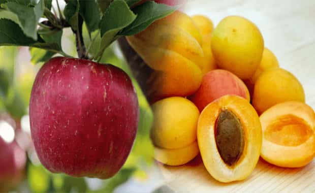 Iğdır'da Yetişen Meyveler Nelerdir?