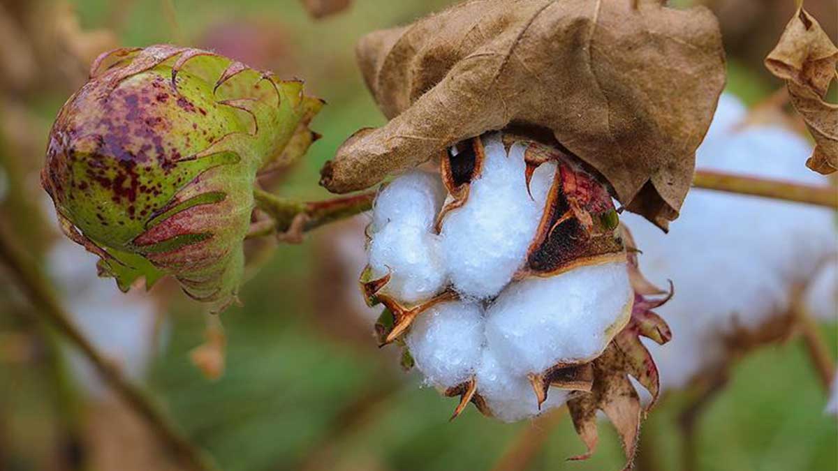 Iğdır’ın Verimli Topraklarında Pamuk Yetiştiriciliği: Geçmişten Günümüze Bir Bakış