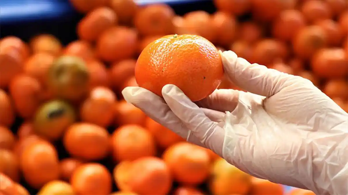 Iğdır’da Turunçgil Yetişir mi? Turunçgiller ve İklim İhtiyaçları