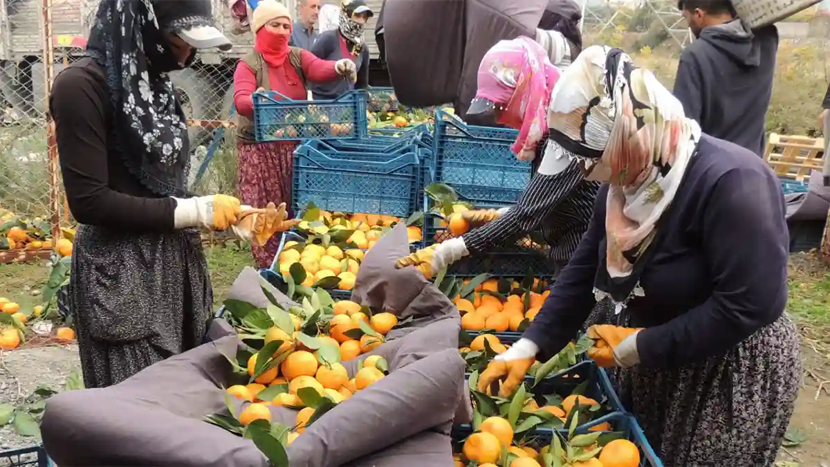 Iğdır'da Turunçgil Yetişmez" mi Demek? Tam Olarak Değil!